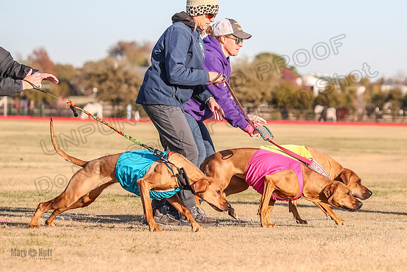 1prelims Open 1 Chief Coco Rein-9527
