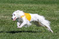 Silken Windhound