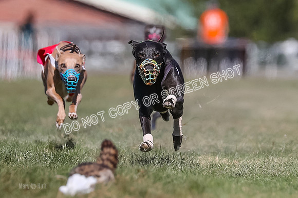 Prg 4, Race 5, Rasta Cammie Warrior Grim Buckwheat-0193