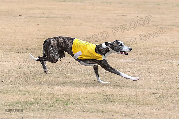 1Prelim Open 4 Kashi Rigel-3100