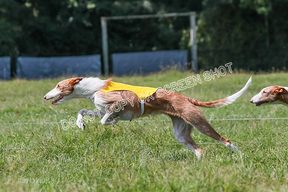 Prelim, Veteran 1, Dobby, Pepper-8804