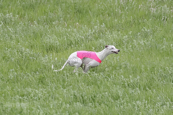 1 Prelims Fch 1 Flaare Cooper Buttercup-8245