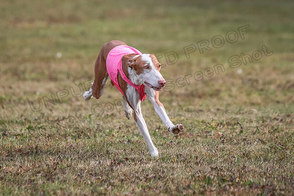 1 Prelims Fch 2 Jadis Beastie Ginny-0792