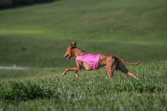 1 Prelims Vet 1 Precious Cayper Copper-4372