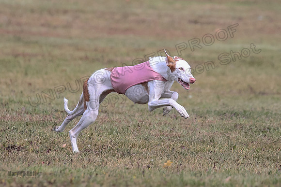 Finals Fch 2 Penny Willow-7963
