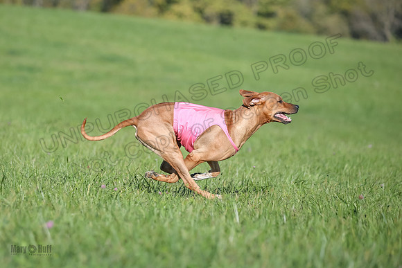 1 Prelims Open 1 Kinky Ash Zanna-4445