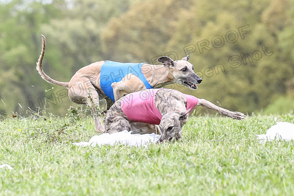 Finals Vets 3, Rosie Littlebit Justice-2343