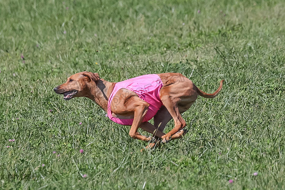 2 Finals Vet 2 Erzulie Libby-8169