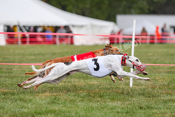 Prg 1, race 10, Bobo Piper Elvis Grit-0813