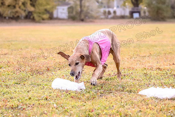 1 Prelims Vet Libby Xena-0417