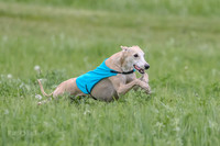 Whippet