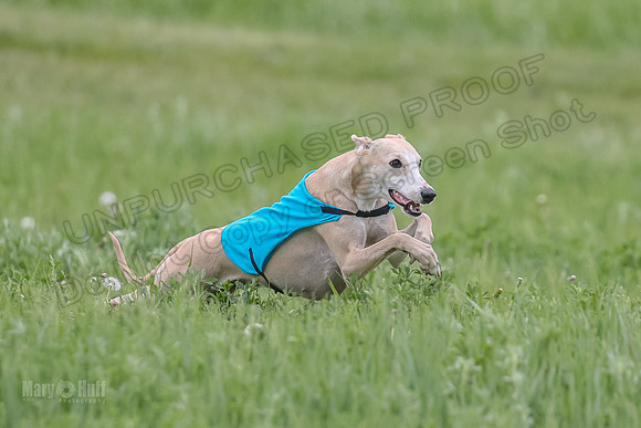 1 Prelims Fch 1 Flaare Cooper Buttercup-8251