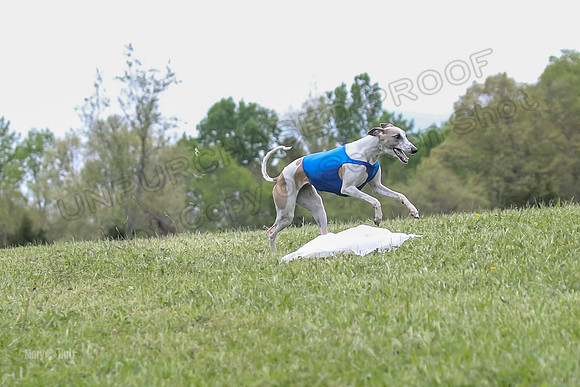 Finals Open C2, Tessa Squiggle Shimmy-0689