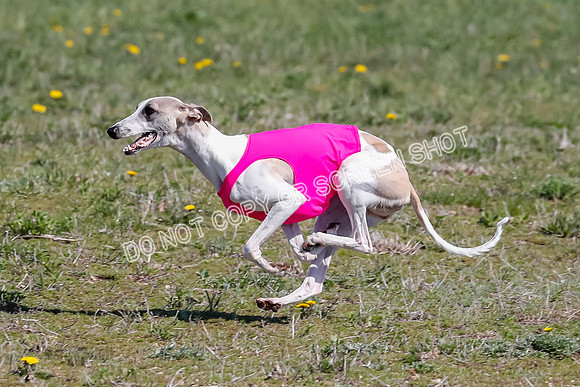 Prelim, Rocky Shimmy Zed-2439