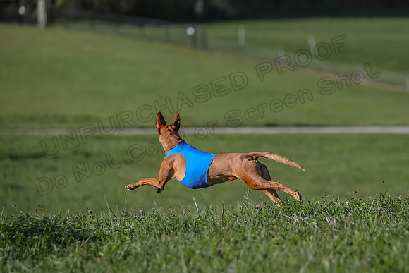 1 Prelims Vet 1 Precious Cayper Copper-4380