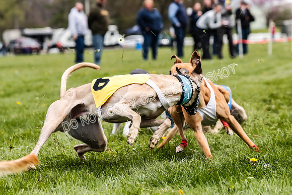 WRA, Prg 2, Race 12, Bookie Joplin Rogue Chase Jigsaw Rum-9082