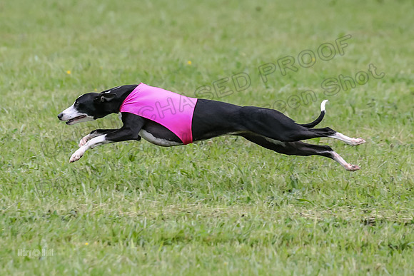 Prelim Open F4, Cosmo Damsel Archer-9344