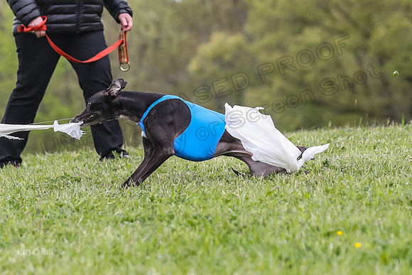 Finals Open C3, Sparky Margot Shine-0733