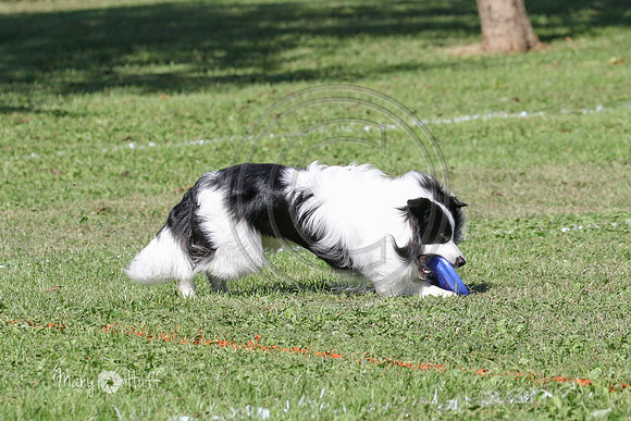 MCH76565