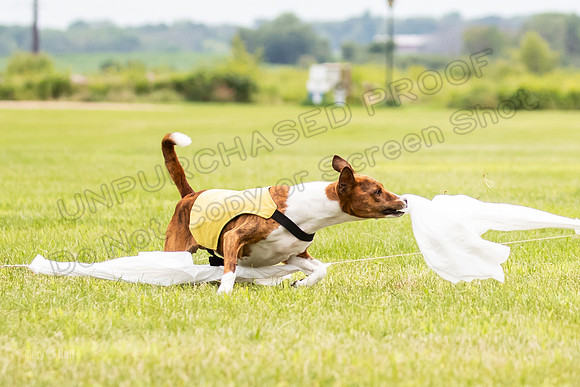 Finals Basenji-1429