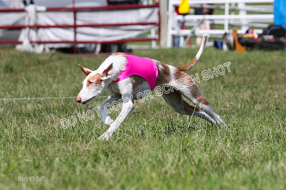 Open Prelim B3, Tavia, Birdie-7938
