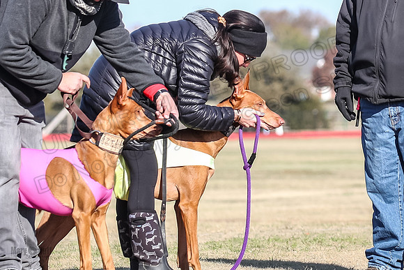 1Prelims Vet 1 Caper Copper-0940