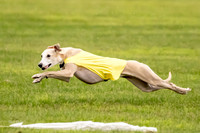 Prelims Fch-Vet 1, Buttercup Wilson-0350