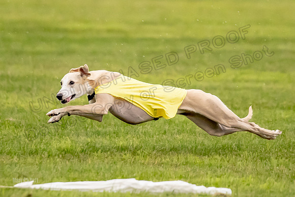 Prelims Fch-Vet 1, Buttercup Wilson-0350