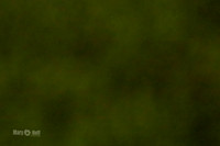 MCH51199