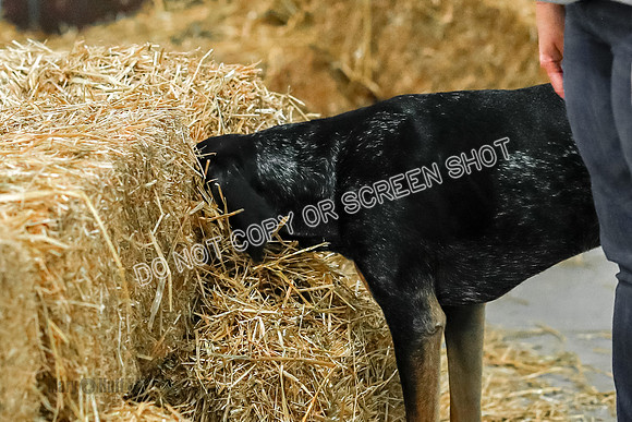 _E4I6311