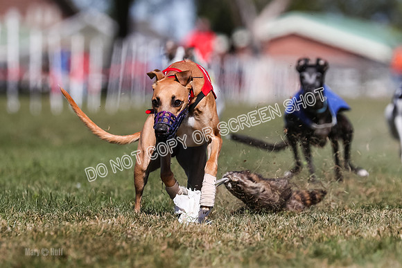 Prg 4, Race 2, Red Tipa Watson Sprig Carney-0087