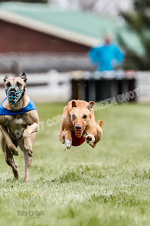 WRA, Prg 2, Race 12, Bookie Joplin Rogue Chase Jigsaw Rum-9056
