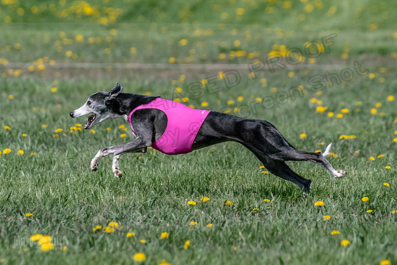 1Prelims Veterans 3 Raya Ember Hattie-1721
