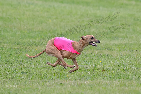 Prelim Open E4, Shelby GG Aria-9137