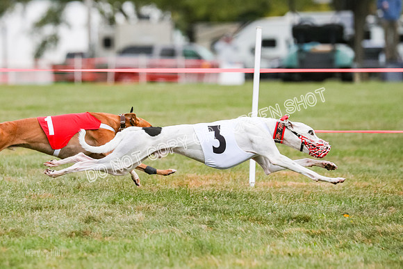 Prg 1, race 10, Bobo Piper Elvis Grit-0817