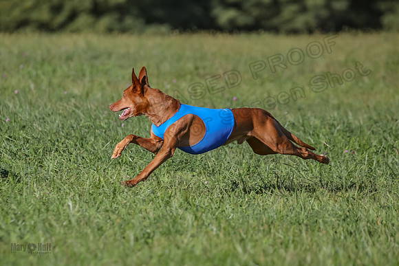 1 Prelims Vet 1 Precious Cayper Copper-4359