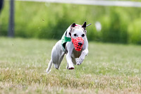 Puppy, Gambit-1597