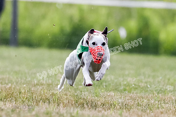 Puppy, Gambit-1597