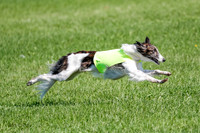 Silken Windhound Prelim, Finnegan-2980
