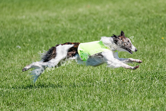Silken Windhound Prelim, Finnegan-2980