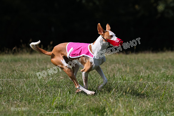 Open Prelim B2, Latte, Wizard-7908