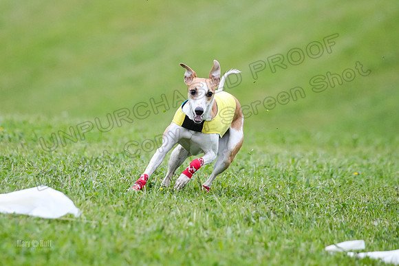 Prelim Open E2, Riddle Finely Scarlet-4902