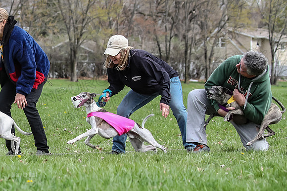 Finals Whippet Open-4652