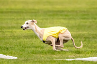 Prelims Fch-Vet 1, Buttercup Wilson-0352