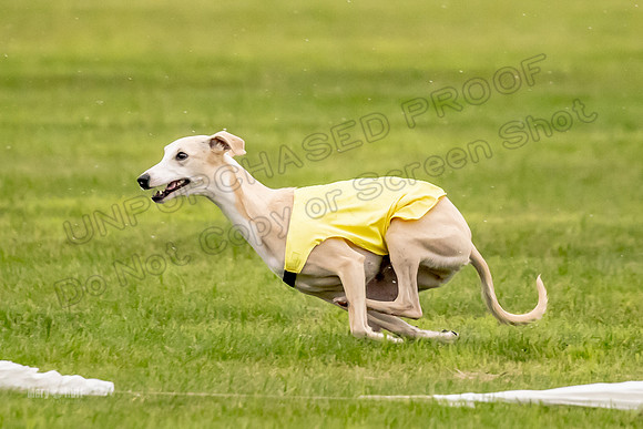 Prelims Fch-Vet 1, Buttercup Wilson-0352