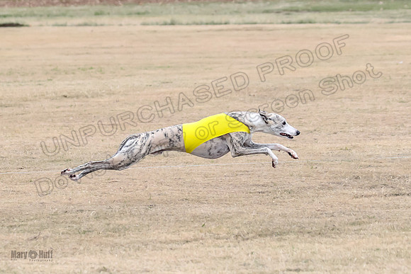 1Prelim Open 3 Eggsy Trixie Treble-3034
