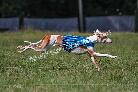 Prelim Clover-7519