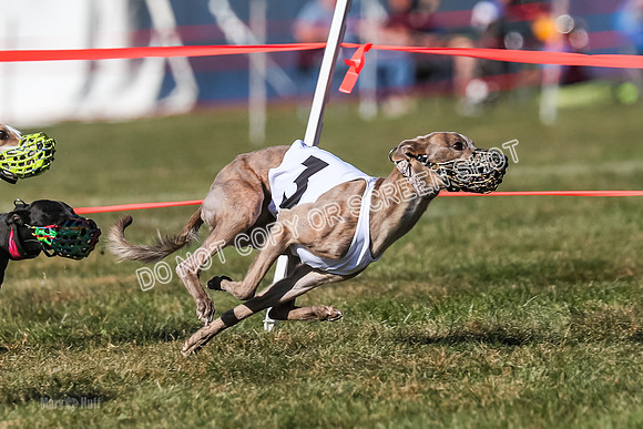 Prg 4, Race 11, Rebel Nami Grit Moonstruck-2712