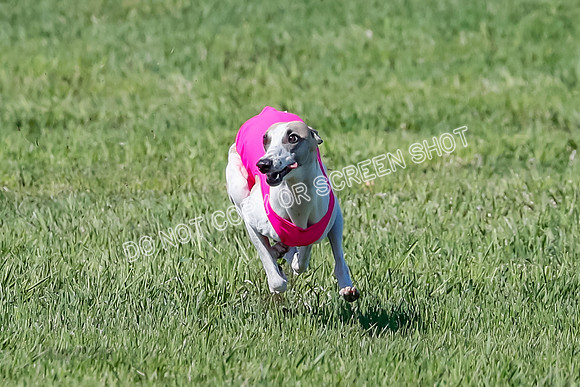 Prelim, Rocky Shimmy Zed-2402-2