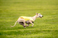 Prelims Fch-Vet 1, Buttercup Wilson-0359